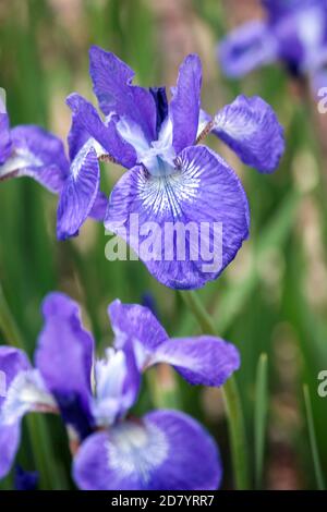 Iris de Sibérie bleu, portrait de fleurs d'Iris sibirica 'Grand Junction' Banque D'Images