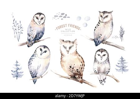 Aquarelle hiver forêt animaux hibou isolé sur fond blanc. Ensemble animaux de la forêt sauvage de chouettes. Carte de noël d'hiver peinte à la main Banque D'Images