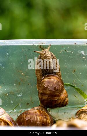 Les escargots de raisin sont cueillis dans une boîte en plastique. Banque D'Images