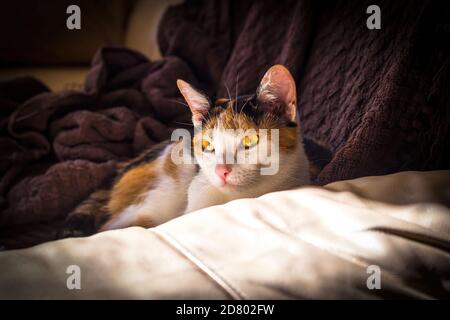 Les chats aiment se reposer dans le faisceau chaud de la lumière du soleil. Ce calico a trouvé l'endroit parfait pour sa sieste de l'après-midi. Banque D'Images
