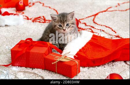 Joli chaton de tabby près de Noël chapeau de Père Noël, guirlande lumineuse, Noël cadeaux décor. Joli chat bébé. Animaux domestiques au nouvel an Banque D'Images