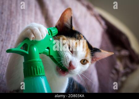 Chat doux piquant la gâchette d'un jet d'eau Banque D'Images