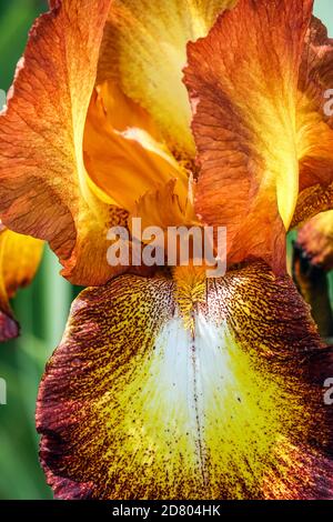 Grand Iris à barbe Spreckles fleur brune Cooper Banque D'Images