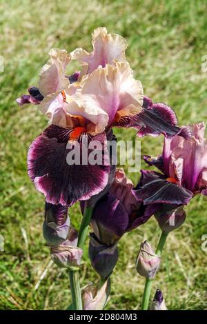 Grand iris barbu « passez le vin » lavande bordeaux de couleur Irises Banque D'Images