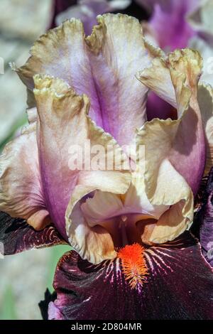 Grand Iris barbu STAMENS « passez le vin » lavande fleur bordeaux Banque D'Images