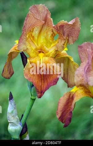 Coopper marron haut fleur à barbe en forme d'iris « Prairie Sunset » Banque D'Images