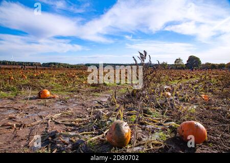 Un timbre de citrouille, avec des citrouilles prêtes à cueillir, le jour du soleil. Banque D'Images