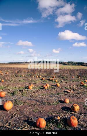 Un timbre de citrouille, avec des citrouilles prêtes à cueillir, le jour du soleil. Banque D'Images