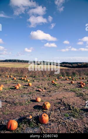 Un timbre de citrouille, avec des citrouilles prêtes à cueillir, le jour du soleil. Banque D'Images