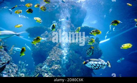 Magnifique, coloré, exotique poisson de l'océan jaune, bleu et blanc de couleurs nageant sous l'eau dans grand aquarium parmi les récifs coralliens naturels. Triggerfish clown. D Banque D'Images