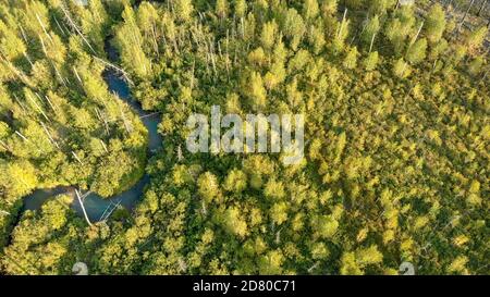 Vue aérienne depuis le drone de jeunes arbres en croissance sur le site du feu de forêt. Récupération de l'environnement après sinistre. Petite rivière avec vue sur les oiseaux. Env Banque D'Images