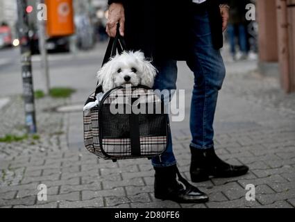 Berlin, Allemagne. 26 octobre 2020. Le chien 'Louis' est transporté pour une promenade par son propriétaire. Credit: Britta Pedersen/dpa-Zentralbild/dpa/Alay Live News Banque D'Images