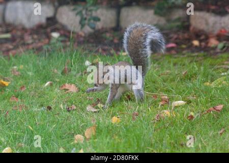 UK Weather, Londres, 26 octobre 2020 : un écureuil gris ronge des glands de chêne de Stockholm dans une pelouse de jardin à Clapham, dans le sud de Londres. Anna Watson/Alay Live News Banque D'Images