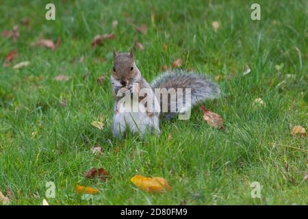 UK Weather, Londres, 26 octobre 2020 : un écureuil gris ronge des glands de chêne de Stockholm dans une pelouse de jardin à Clapham, dans le sud de Londres. Anna Watson/Alay Live News Banque D'Images