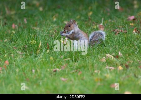 UK Weather, Londres, 26 octobre 2020 : un écureuil gris ronge des glands de chêne de Stockholm dans une pelouse de jardin à Clapham, dans le sud de Londres. Anna Watson/Alay Live News Banque D'Images