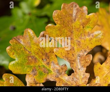 Automne feuilles montage collage pour fond naturel texture couche d'image, hiver couleurs macro vue de dessus Banque D'Images