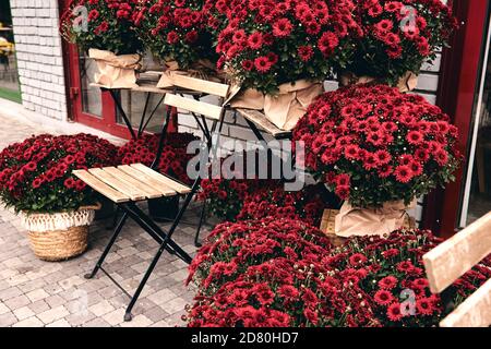 Les plantes de chrysanthème rouge fleurissent dans la boutique de la ferme de fleurs. Broussailles de chrysanthèmes bordeaux jardin ou parc café extérieur. Décorations d'automne Banque D'Images