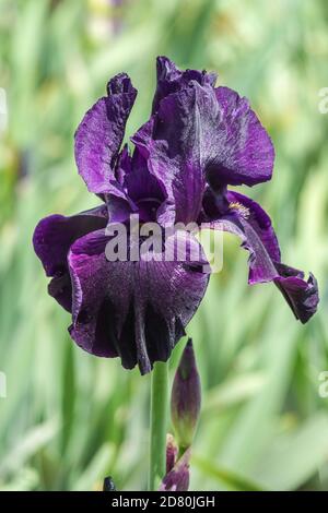 Bleu foncé violet iris barbu Interpol, portrait de fleur Banque D'Images