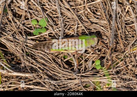Criquet pèlerin (Locusta migratoria), ville d'Isehara, préfecture de Kanagawa, Japon Banque D'Images
