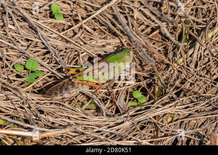 Criquet pèlerin (Locusta migratoria), ville d'Isehara, préfecture de Kanagawa, Japon Banque D'Images
