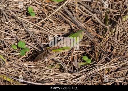 Criquet pèlerin (Locusta migratoria), ville d'Isehara, préfecture de Kanagawa, Japon Banque D'Images
