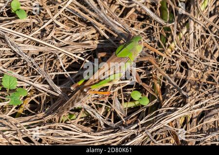 Criquet pèlerin (Locusta migratoria), ville d'Isehara, préfecture de Kanagawa, Japon Banque D'Images
