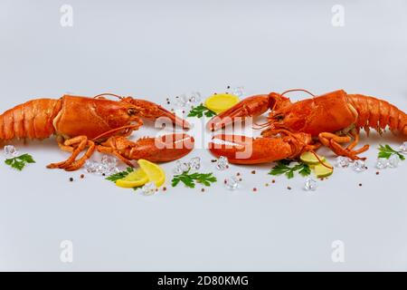 Homard fraîchement cuit avec citron, persil et poivre noir sur fond blanc. Banque D'Images