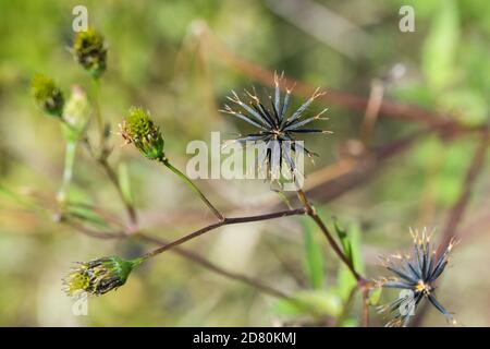 Graines de Bidens pilosa var. Pilosa, ville d'Isehara, préfecture de Kanagawa, Japon. Banque D'Images