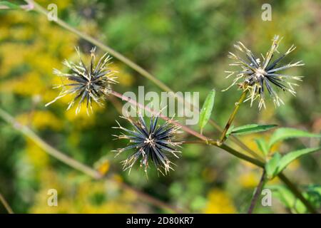 Graines de Bidens pilosa var. Pilosa, ville d'Isehara, préfecture de Kanagawa, Japon. Banque D'Images