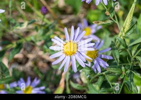 Aster microcephalus var., ville d'Isehara, préfecture de Kanagawa, Japon Banque D'Images