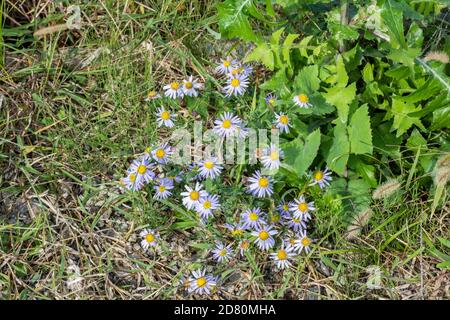 Aster microcephalus var., ville d'Isehara, préfecture de Kanagawa, Japon Banque D'Images