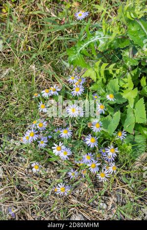 Aster microcephalus var., ville d'Isehara, préfecture de Kanagawa, Japon Banque D'Images