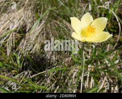 Gros plan fleur jaune de Pulsatilla alpina subsp. Apifolia communément connu sous le nom de paqueflower alpine ou anémone alpine avec des feuilles vertes Banque D'Images