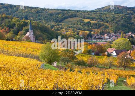 vignes colorées dans les hauteurs du petit village de Andlau en Alsace en France Banque D'Images