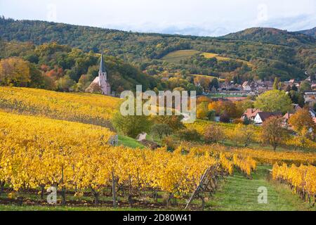 vignes colorées dans les hauteurs du petit village de Andlau en Alsace en France Banque D'Images