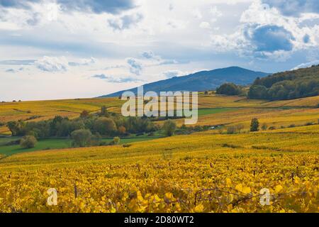 vignes colorées dans les hauteurs du petit village de Andlau en Alsace en France Banque D'Images