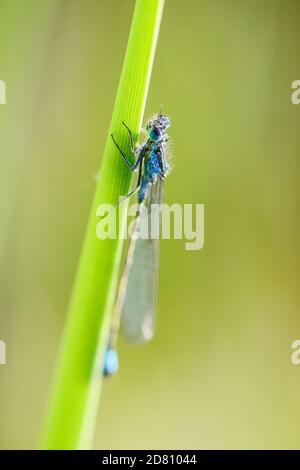 Damselfly à queue bleue - Ischnula elegans, belle libellule des roseaux européens, marais et eaux fraîches, Flachsee, Suisse. Banque D'Images