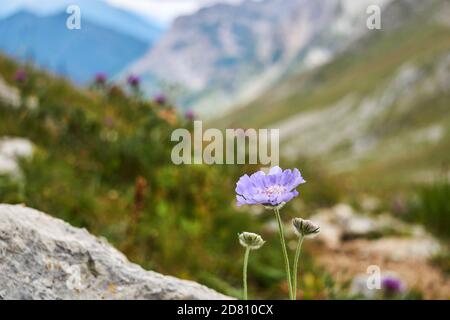 Fleur bleu pâle de la fleur de pindoyse caucasienne (Scabiosa caucasica) sur un arrière-plan d'automne alpin flou Banque D'Images