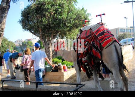 Chameau sur le mont des oliviers en Israël Banque D'Images