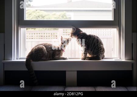 Deux chats Tabby se détendent sur une fenêtre à Seattle, WA Banque D'Images