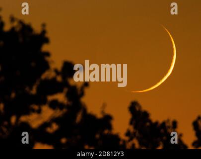 Le croissant de lune se couche sur les arbres dans le feu de forêt de l'Ouest colorer le ciel Banque D'Images