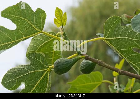 Immature mais gonflement des fruits avant mûrissement sur une petite variété de figuiers 'Brown Turkey' avec de jeunes feuilles fraîches, Berkshire, juin Banque D'Images