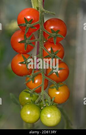 Tomates cerises en serre variété 'Sweet million' mûrissant des fruits rouges et rouges/verts sur une seule barre, Berkshire, août Banque D'Images