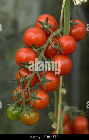 Tomates cerises en serre variété 'Sweet million' mûrissant des fruits rouges et rouges/verts sur une seule barre, Berkshire, août Banque D'Images
