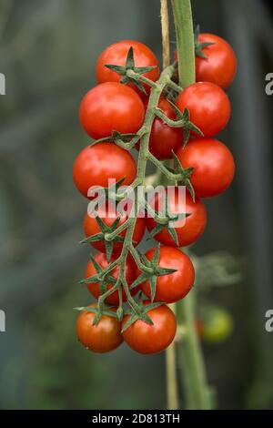 Tomates cerises en serre variété 'Sweet million' fruits mûrs uniformes sur une structure, Berkshire, août Banque D'Images