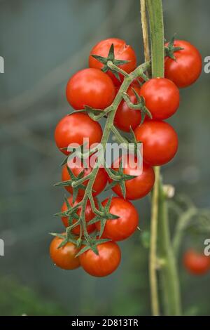 Tomates cerises en serre variété 'Sweet million' fruits mûrs uniformes sur une structure, Berkshire, août Banque D'Images