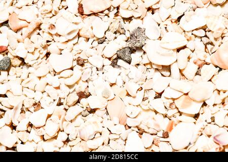 Texture de sable et de coquillages, photo comme fond prise à Nicoya, Costa rica Amérique centrale Banque D'Images