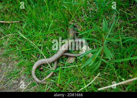 Vers lents (Anguis fragilis) partiellement cachés dans la longue herbe Banque D'Images