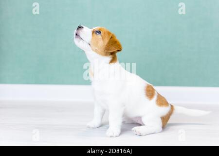 Magnifique Jack Russell Terrier blanc chiot avec des taches brunes assis, regarde, sur un sol blanc sur un fond d'un mur vert.entraînement de chien, prepar Banque D'Images