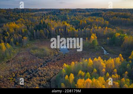 Vue aérienne de la forêt colorée en automne. Belle forêt d'automne avec des arbres jaunes. Extérieur, feuilles. Banque D'Images